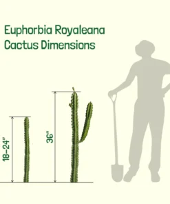 Euphorbia Royaleana