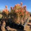 Euphorbia Tiricalli "Firesticks"
