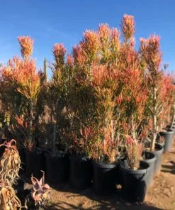 Euphorbia Tiricalli "Firesticks"