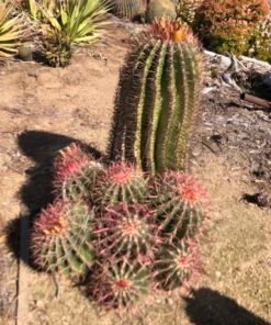 Ferocactus Pringlei