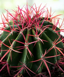 Ferocactus Pringlei