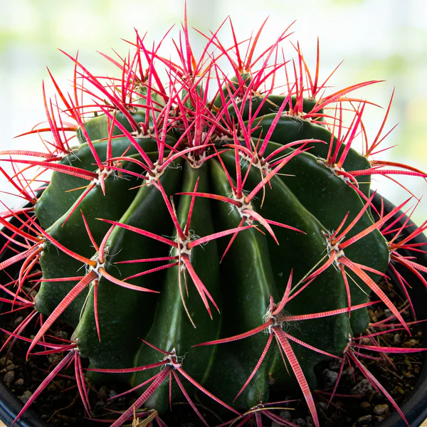 Ferocactus Pringlei