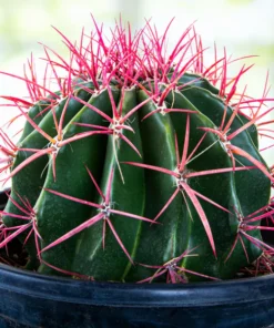 Ferocactus Pringlei