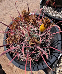 Ferocactus Gracilis