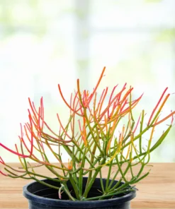 Euphorbia Tiricalli "Firesticks"