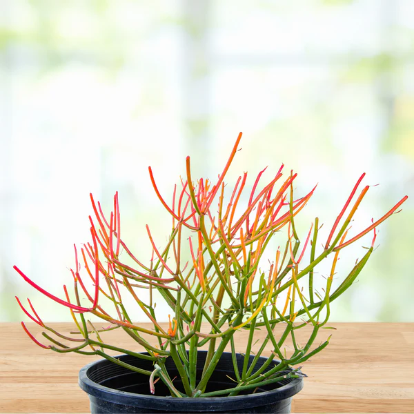 Euphorbia Tiricalli "Firesticks"