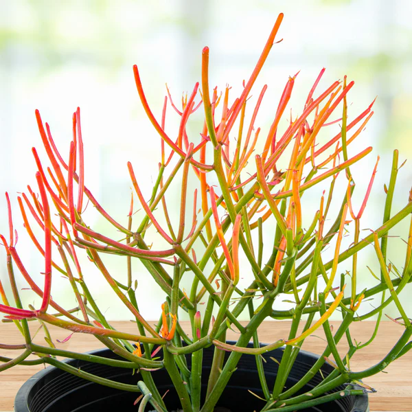 Euphorbia Tiricalli "Firesticks"