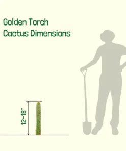 Goldener Fackelkaktus