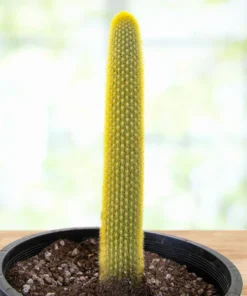 Goldener Fackelkaktus