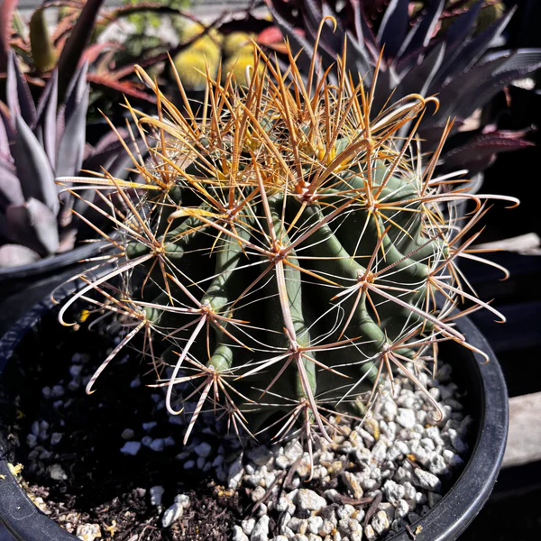 Gold Spine Southwest Barrel Cactus