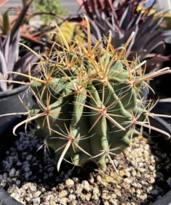 Gold Spine Southwest Barrel Cactus