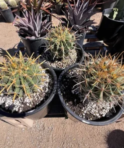 Gold Spine Southwest Barrel Cactus