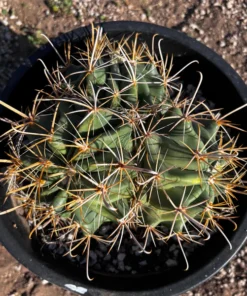 Gold Spine Southwest Barrel Cactus