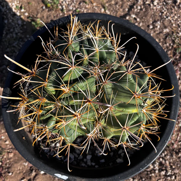 Gold Spine Southwest Barrel Cactus