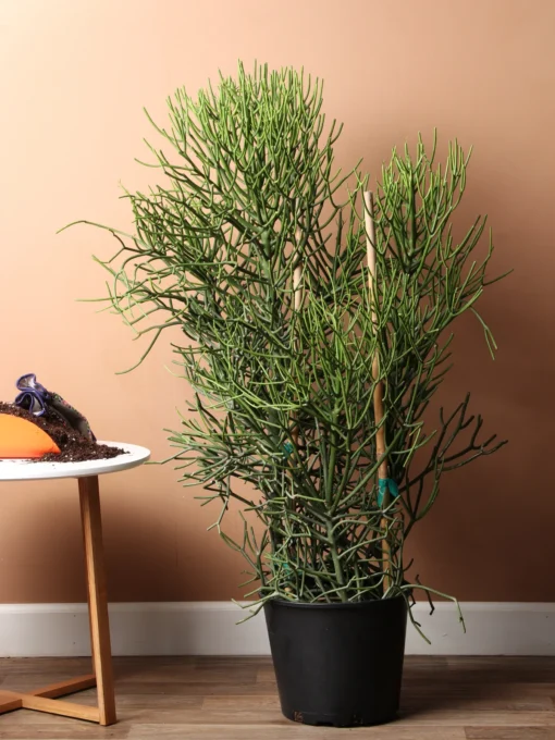 Großer Bleistiftkaktus