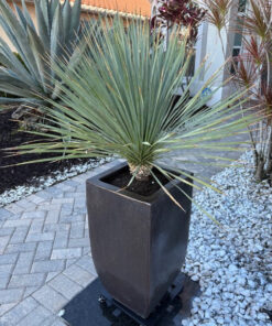 Yucca Rostrata
