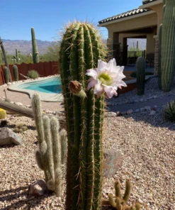 Südamerikanischer Saguaro