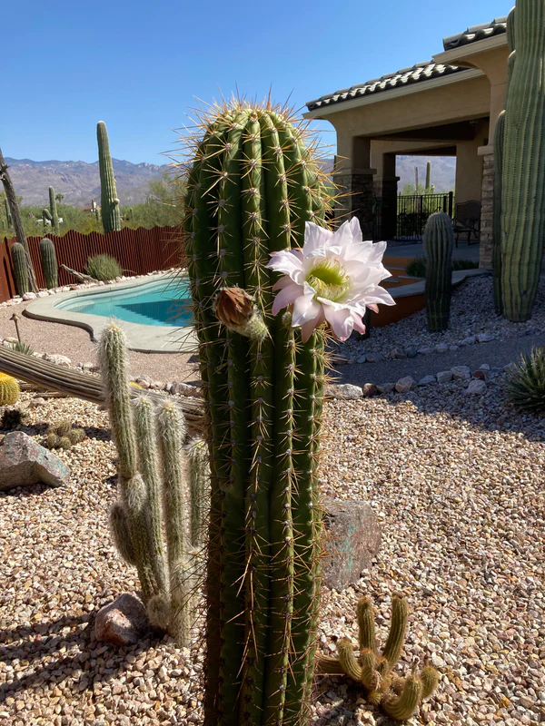 Südamerikanischer Saguaro