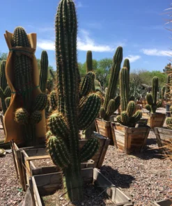 Südamerikanischer Saguaro