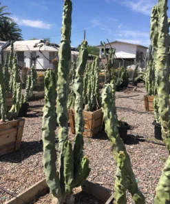 Totempfahl „Minor“