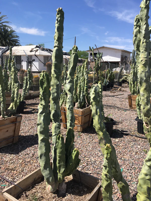 Totempfahl „Minor“