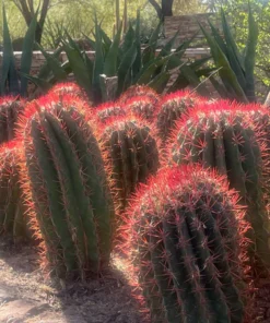 Ferocactus Pringlei
