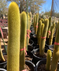 Goldener Fackelkaktus