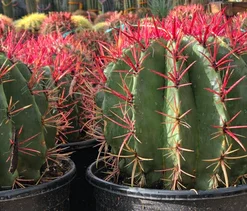 Ferocactus Pringlei