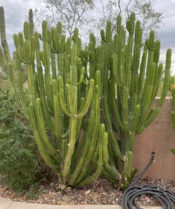 Euphorbia Royaleana