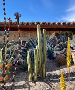 Mexikanischer Zaunpfostenkaktus