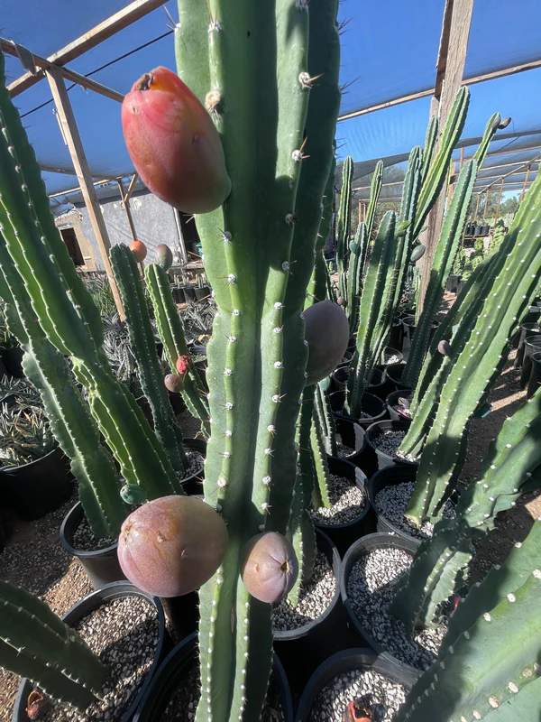 Peruanischer Apfelkaktus