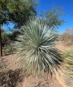 Yucca Rostrata
