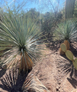 Yucca Rostrata