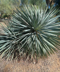 Yucca Rostrata