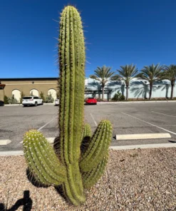 Südamerikanischer Saguaro