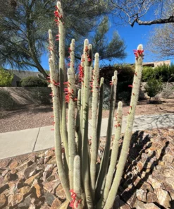 Silberner Fackelkaktus