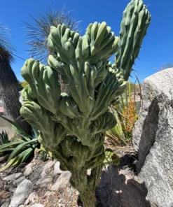 Blaue Flamme mit Haube