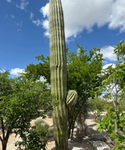 Südamerikanischer Saguaro