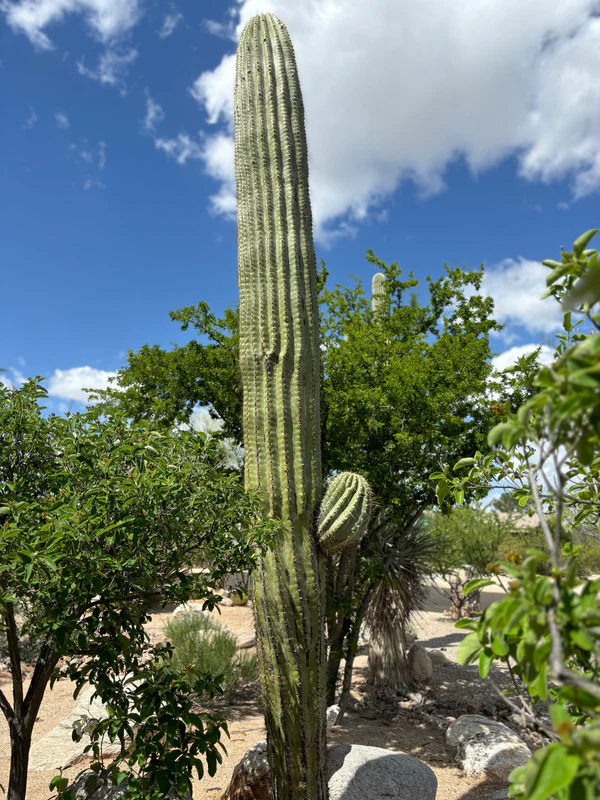 Südamerikanischer Saguaro