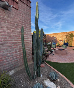 Peruanischer Apfelkaktus