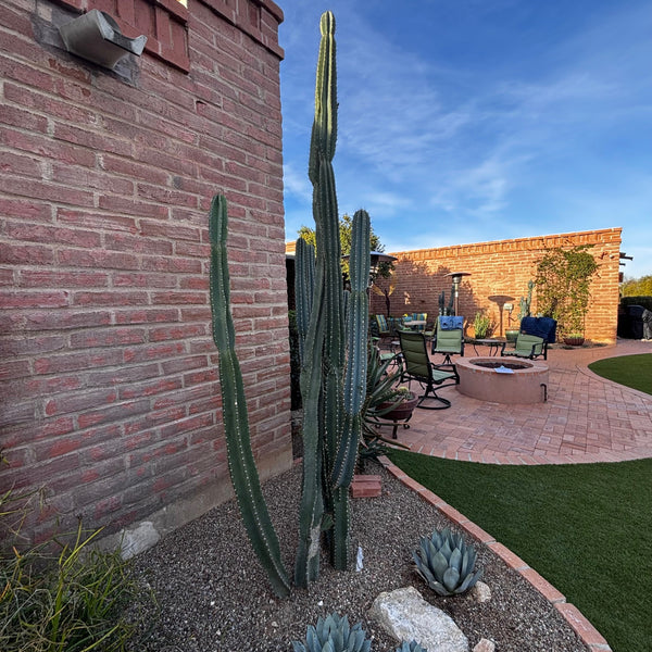 Peruanischer Apfelkaktus