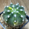 SH15723 Echinopsis subdenudata f. Variegata