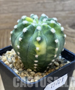SH15723 Echinopsis subdenudata f. Variegata