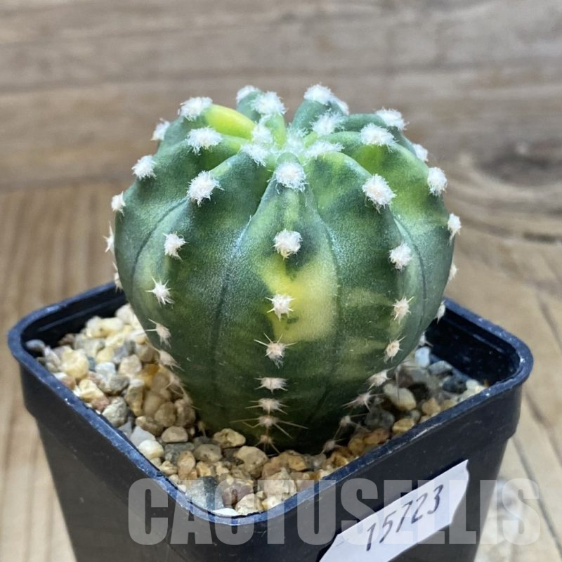 SH15723 Echinopsis subdenudata f. Variegata