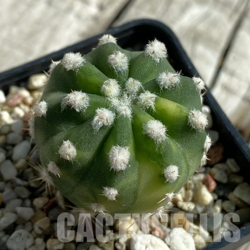 SH17114 Echinopsis subdenudata f. Variegata