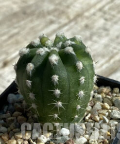 SH17114 Echinopsis subdenudata f. Variegata