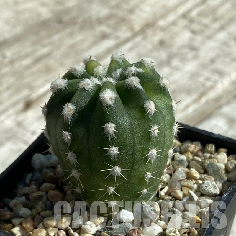 SH17114 Echinopsis subdenudata f. Variegata