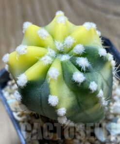 SH4965 Echinopsis sp. f. variegata