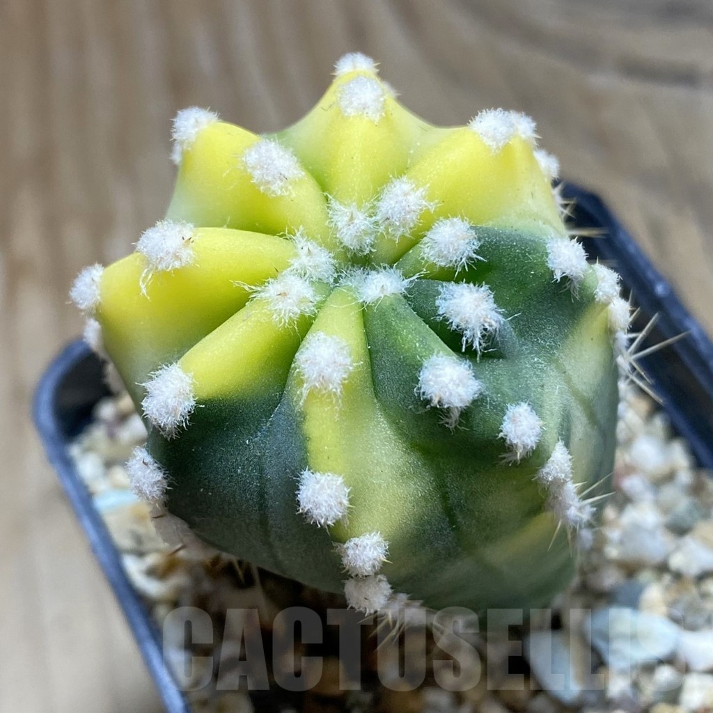 SH4965 Echinopsis sp. f. variegata