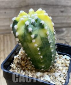 SH4965 Echinopsis sp. f. variegata